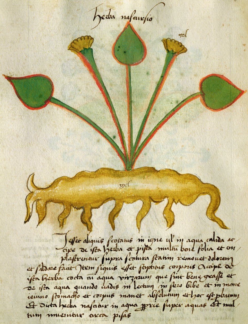 Ms 320 M Fol.29v Herba Nastrusio, Orgione Rizzardon teoksesta "Liber Herbarius una cum rationibus conficiendi medicamenta" tekijältä Italian School