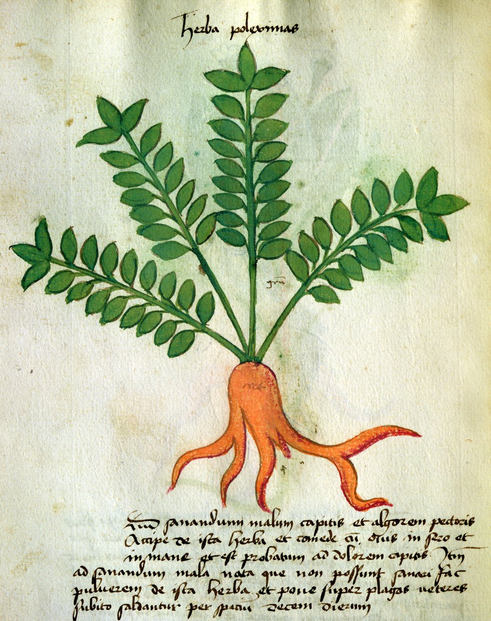 Ms 320 M Fol.31 Herba Poleximas, Orgione Rizzardon (vellum) teoksesta "Liber Herbarius una cum rationibus conficiendi medicamenta" tekijältä Italian School