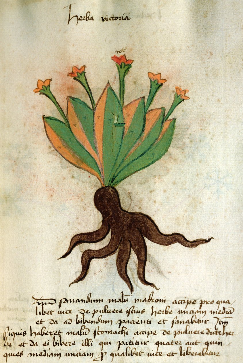 Ms 320 M Fol.34r Herba Victoria, Orgione Rizzardon teoksesta Liber Herbarius una cum rationibus conficiendi medicamenta tekijältä Italian School