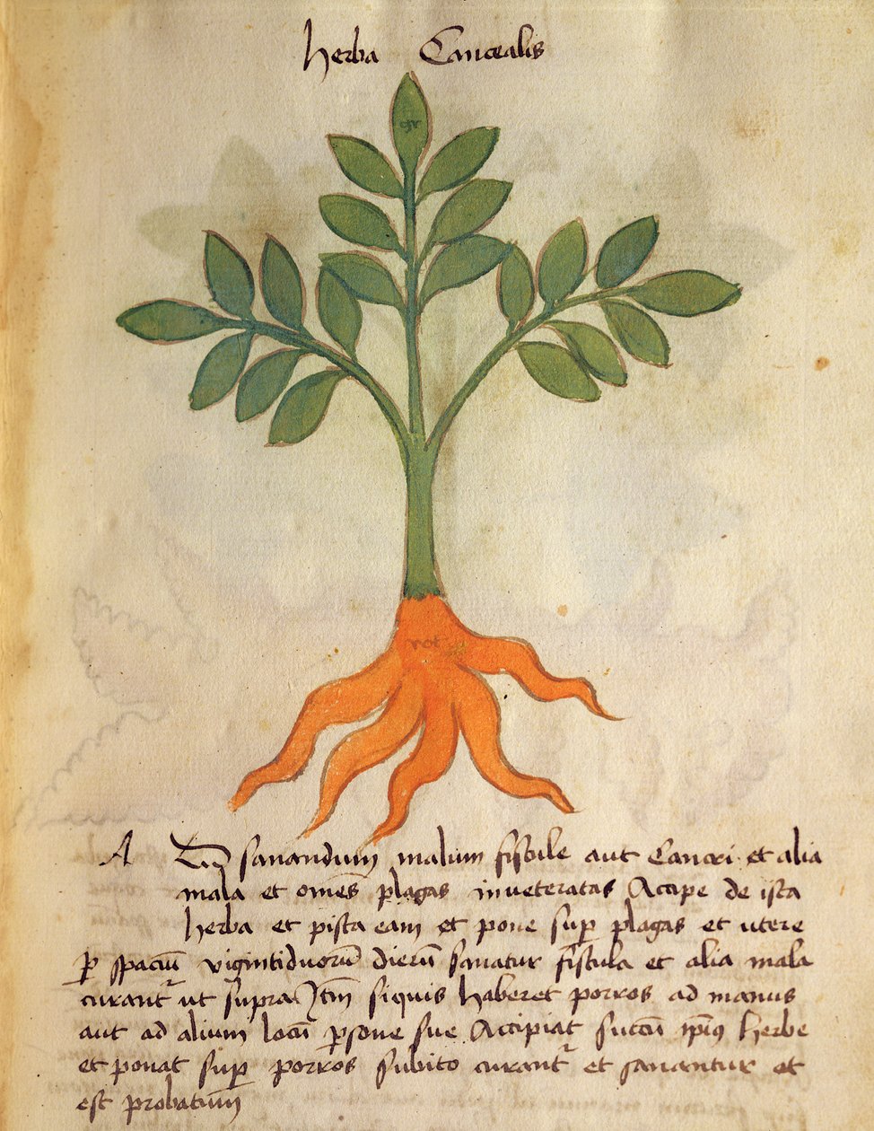 Ms 320 M fol.14r Herba Cancealis, Orgione Rizzardon julkaisusta "Liber Herbarius una cum rationibus conficiendi medicamenta" tekijältä Italian School