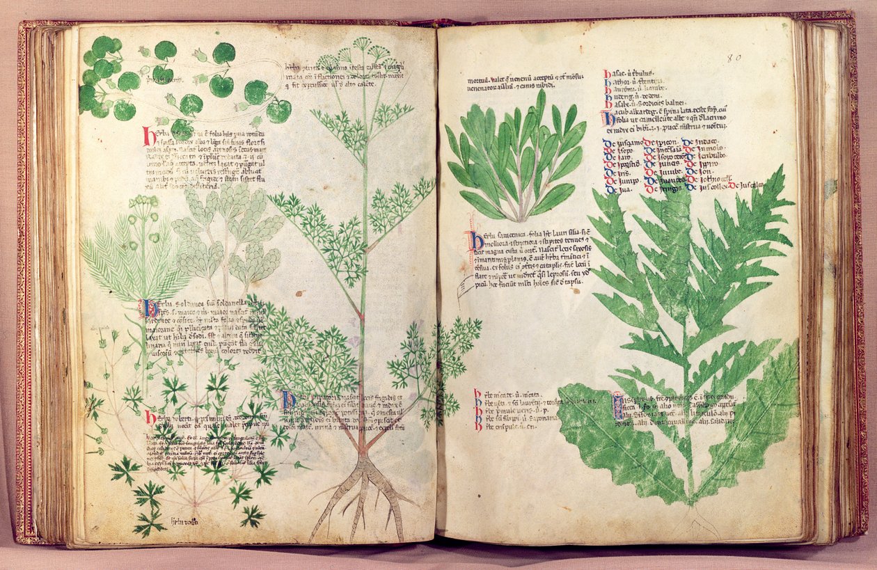 Ms Lat 6823 fol.19v & 80 Plants from De Herbis, Manfredus de Monte Imperiali, n. 1330-40 tekijältä Italian School