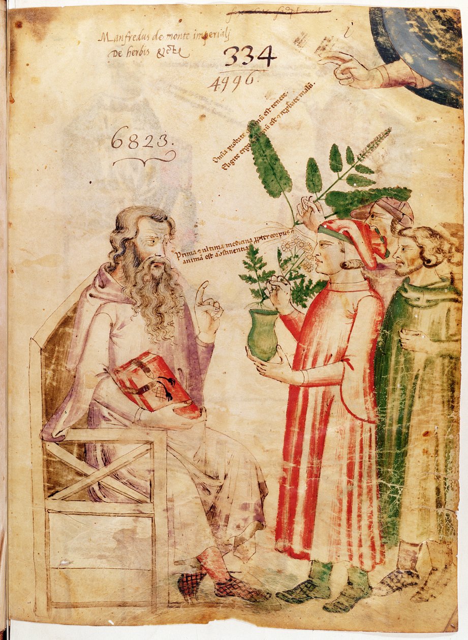 Ms Lat 6823 fol.1 Miehet esittelevät kasveja tuntemattomalle miehelle, Manfredus de Monte Imperialin teoksesta De Herbis tekijältä Italian School