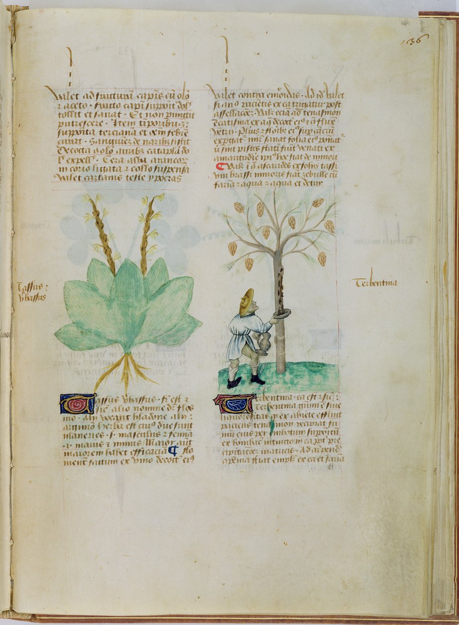 Ms Lat 993 L.9.28 fol.136r Keräämässä tärpättiä, Pedanius Dioscoridesin (n. 40-90 jKr.) "Tractatus de Herbis" -teoksesta (vellum) tekijältä Italian School