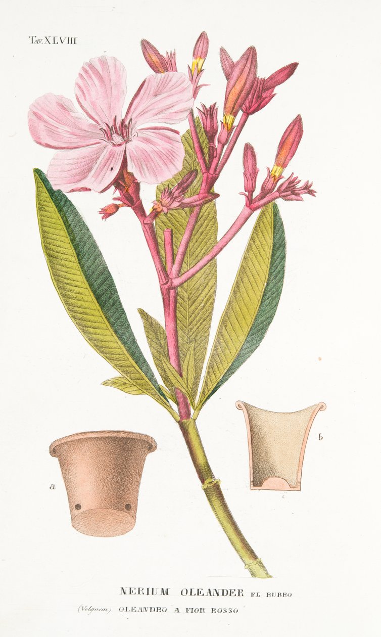 Nerium Oleander el Bubro, levy XLVIII, Antotrophy That is DeFiori Cultivation, Antonio Piccioli, pub. 1834 tekijältä Italian School