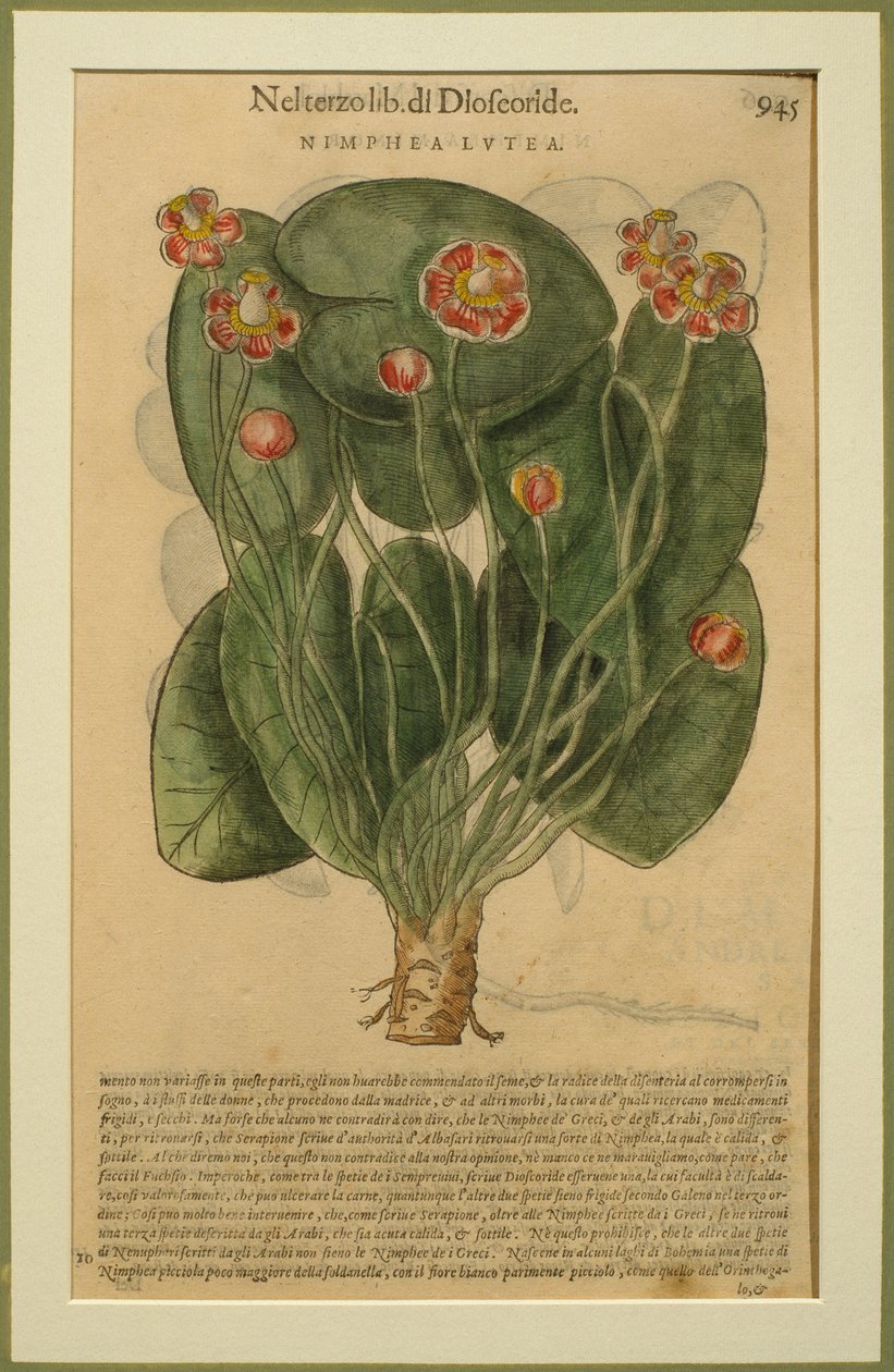 Nimphea Lutea, Pietro Andrea Mattiolin (1501-77) Venetsiassa vuonna 1570 julkaistu kasvitieteellinen levy Discorsista tekijältä Italian School