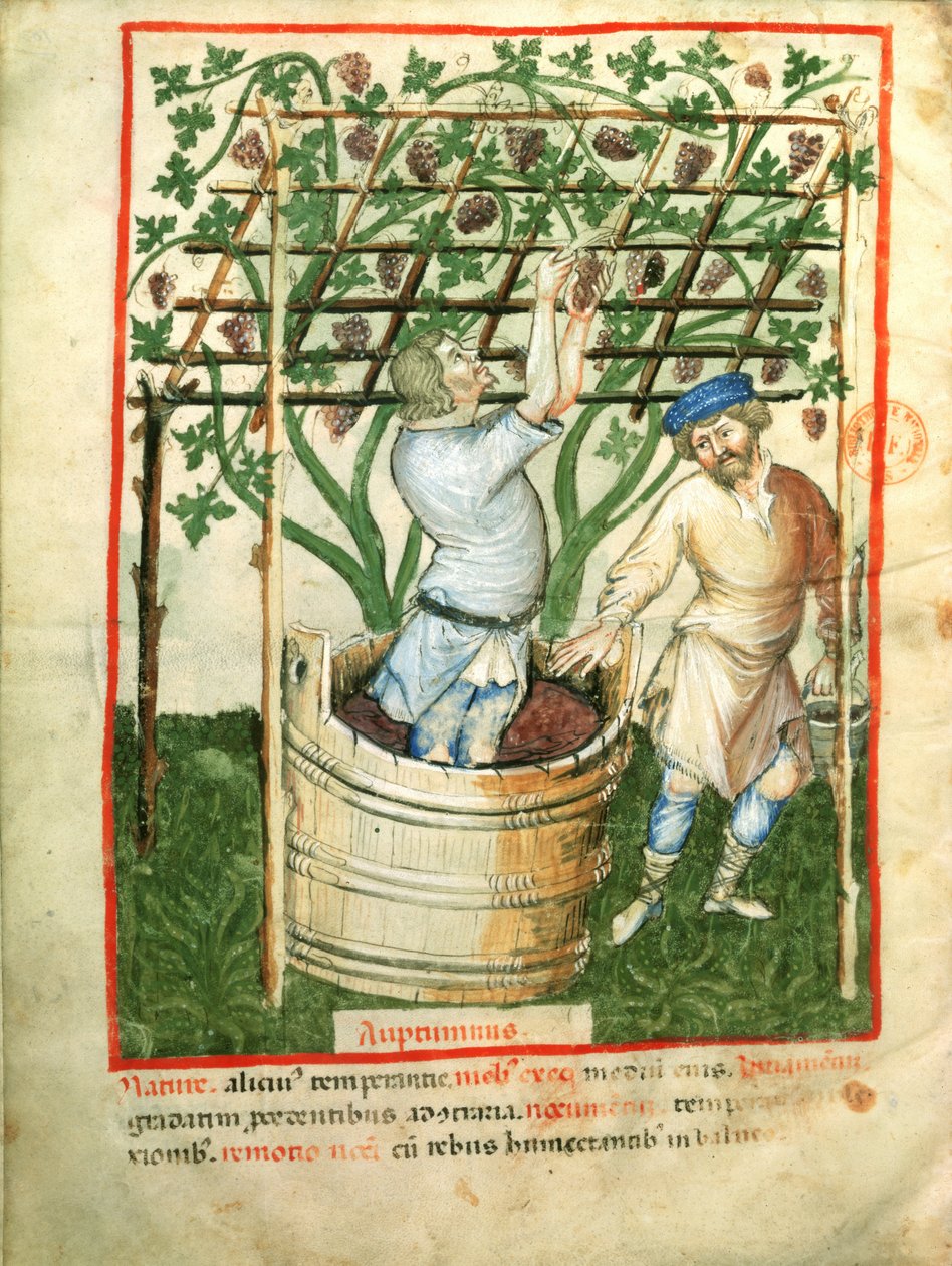 Nouv Acq Lat 1673 fol.103v Rypäleiden kerääminen ja puristaminen, Tacuinum Sanitatis, n. 1390-1400 tekijältä Italian School