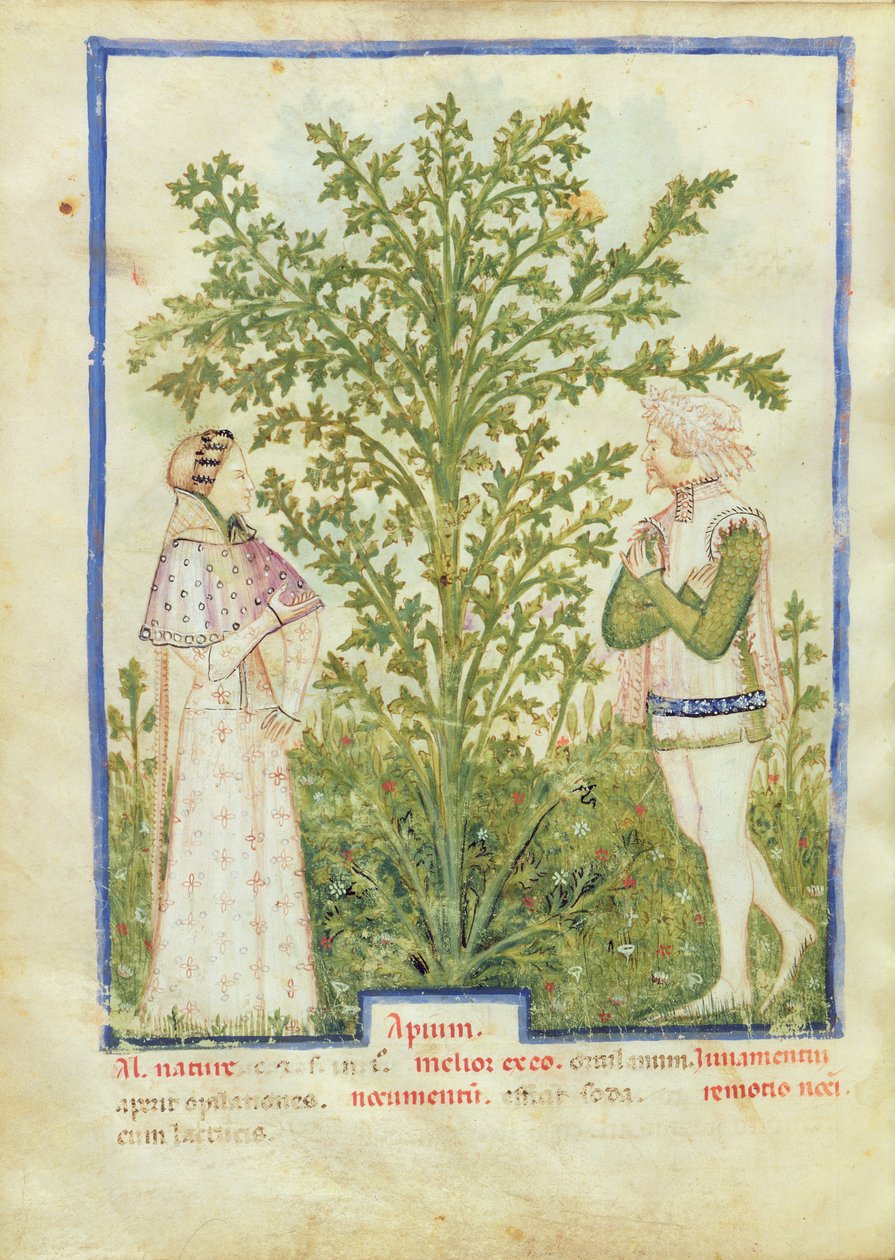 Nouv Acq Lat 1673 fol.28v Selleri, Tacuinum Sanitatis, n. 1390-1400 tekijältä Italian School