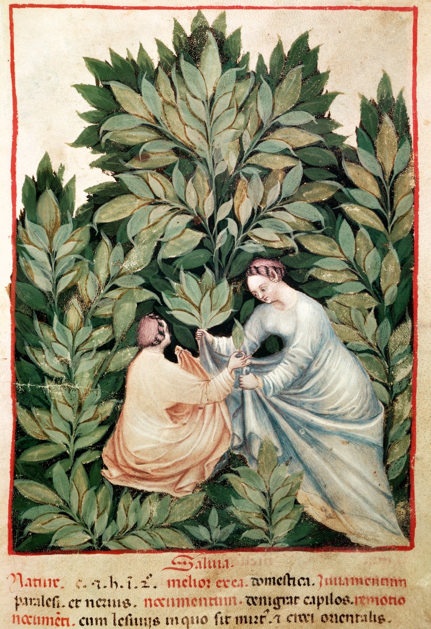 Nouv Acq Lat 1673 fol.34 Kaksi naista poimimassa salviaa, Tacuinum Sanitatisista, n. 1390-1400 tekijältä Italian School