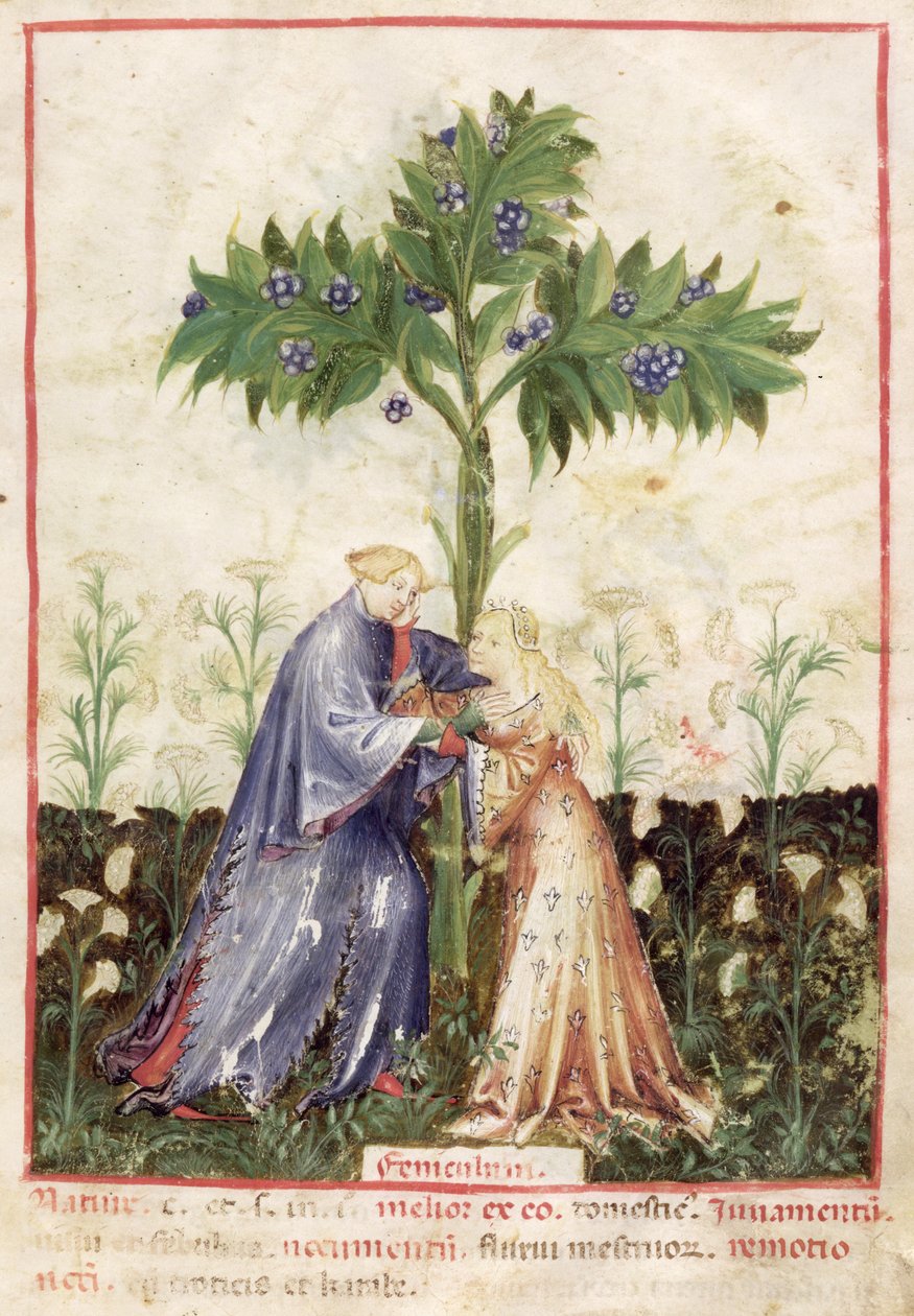 Nouv Acq Lat 1673 fol.41 Fenkoli, Tacuinum Sanitatis, n. 1390-1400 tekijältä Italian School
