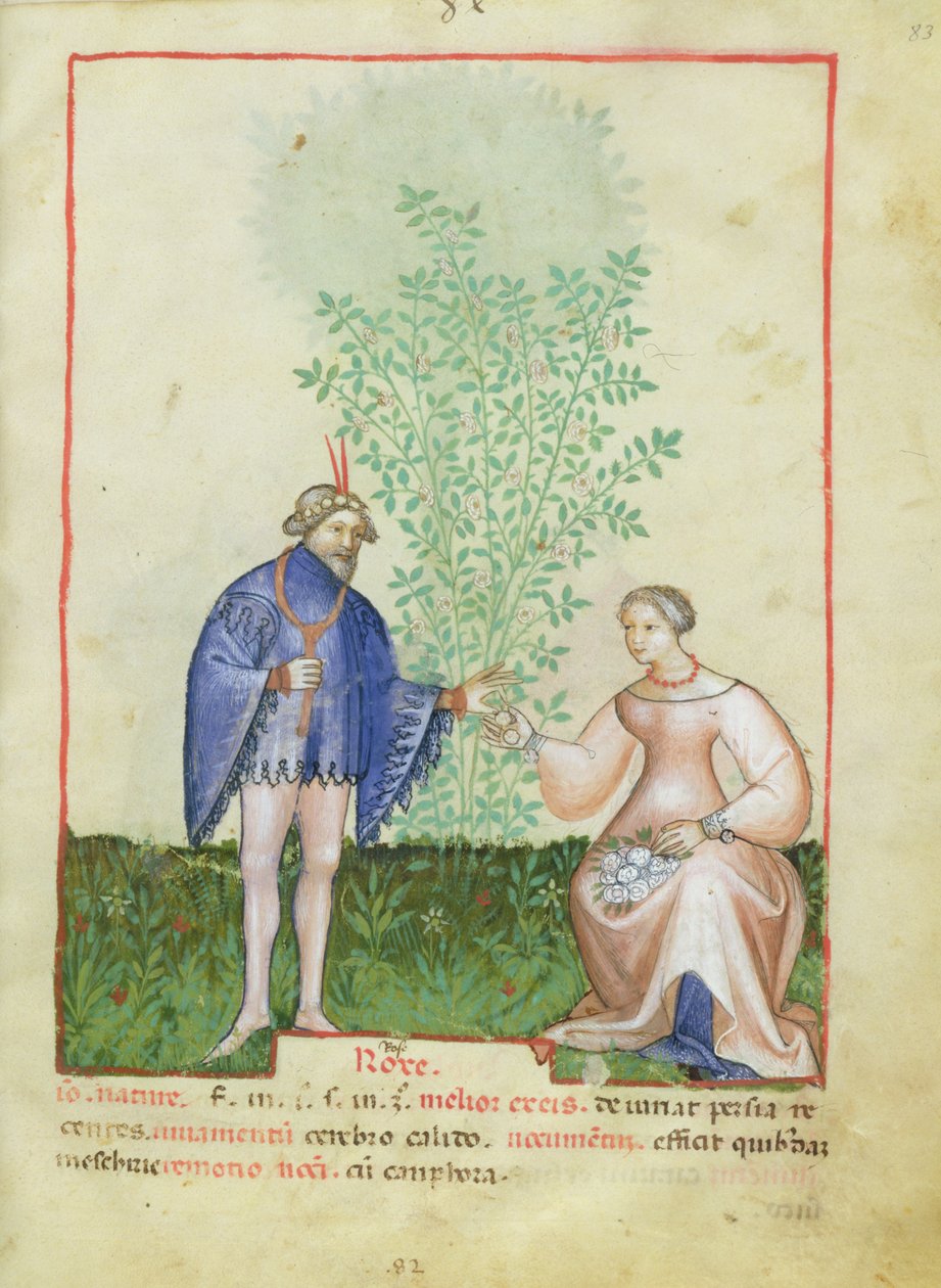 Nouv Acq Lat 1673 fol.83 Roses, Tacuinum Sanitatis, n. 1390-1400 tekijältä Italian School
