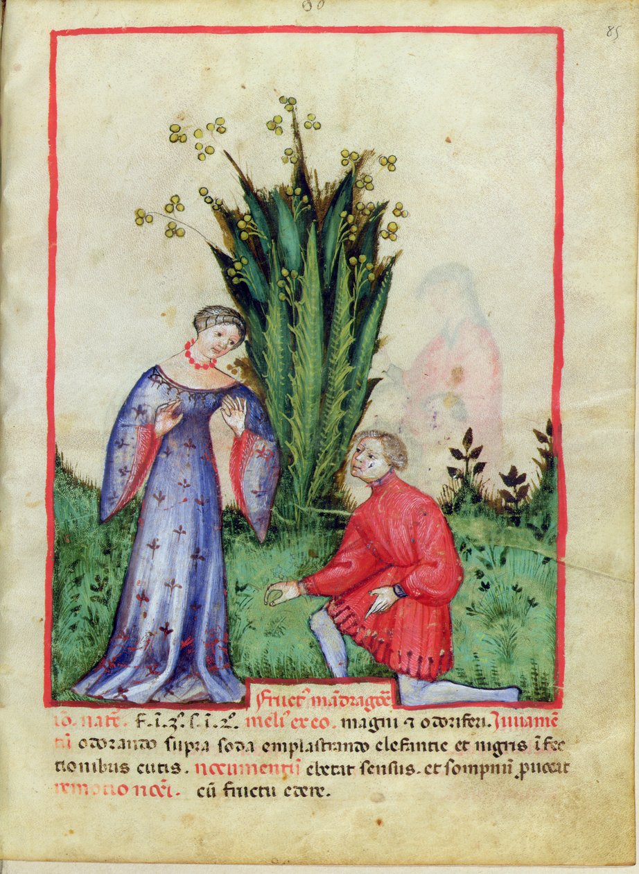 Nouv Acq Lat 1673 fol.85 Fruit of Mandrake, Tacuinum Sanitatis, n. 1390-1400 tekijältä Italian School