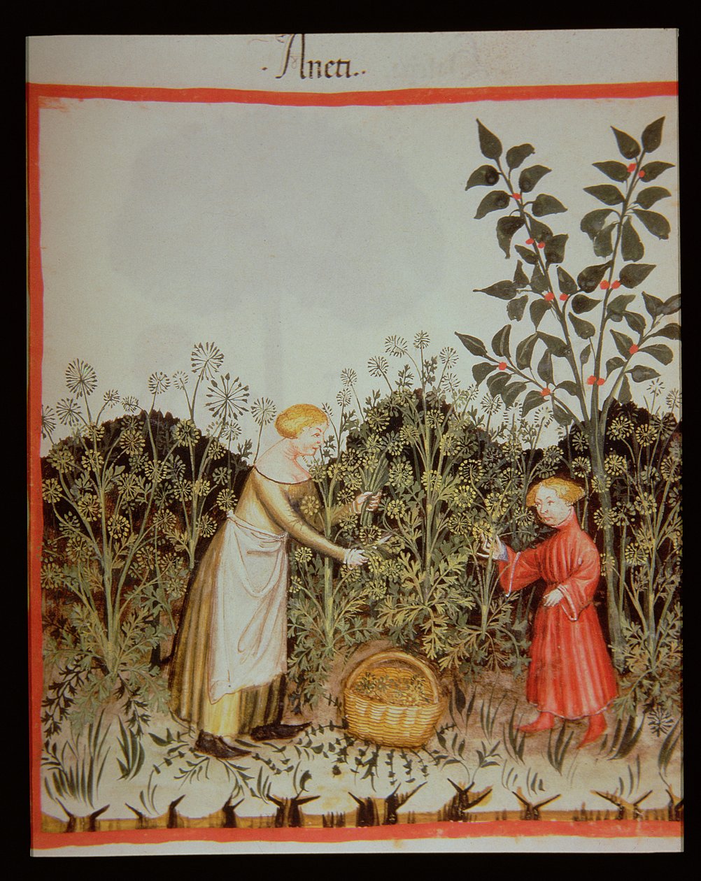 Nova 2644 f.32r Keräilytilli tekijältä Italian School