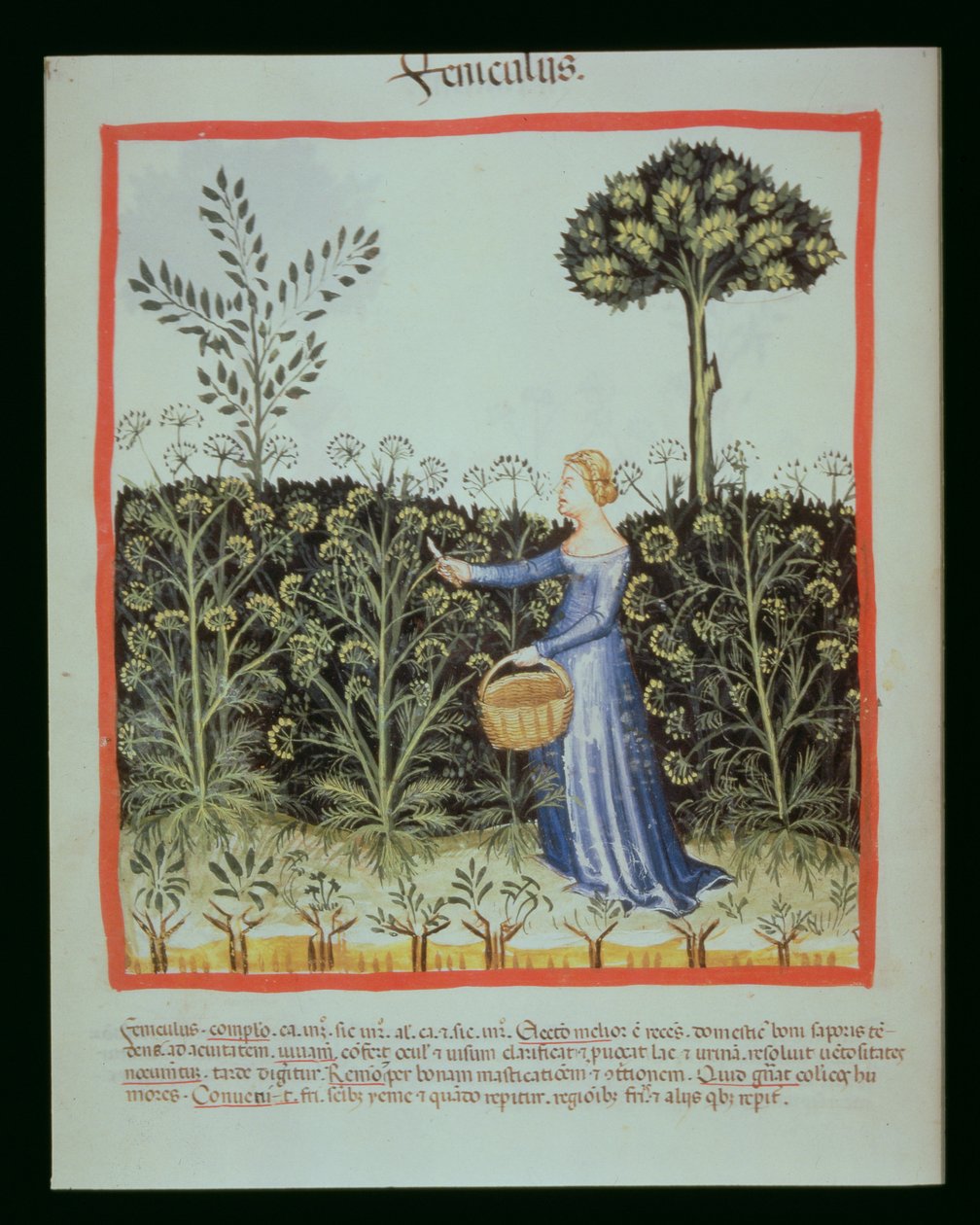 Nova 2644 f.41v Kuminan sadonkorjuu tekijältä Italian School
