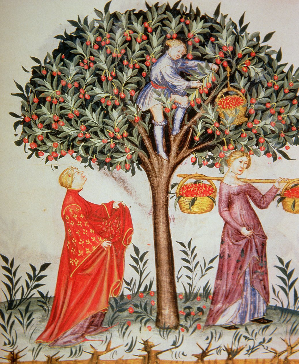 Nova 2644 fol.12r Kirsikoiden poiminta Tacuinum Sanitatis Codex Vindobonensisista tekijältä Italian School