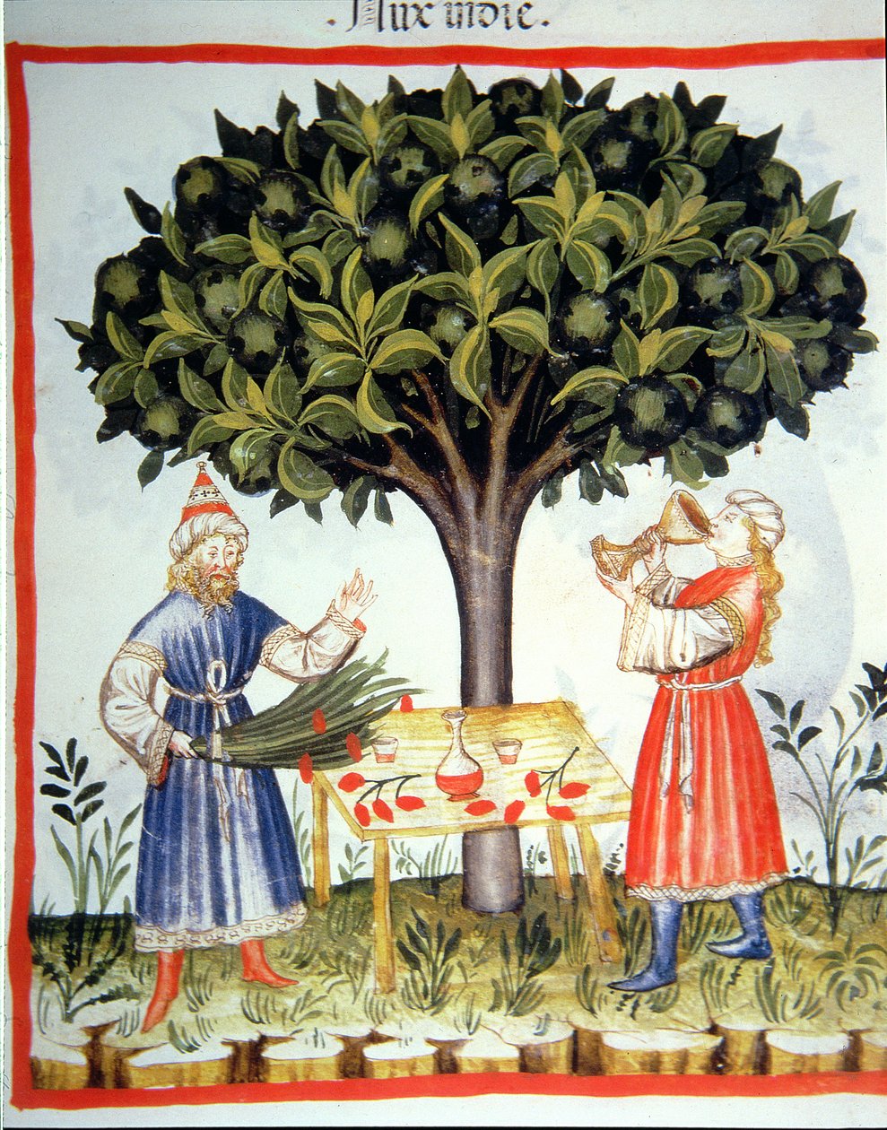 Nova 2644 fol.14r Gathering Nutmeg, valmistaja Tacuinum Sanitatis tekijältä Italian School