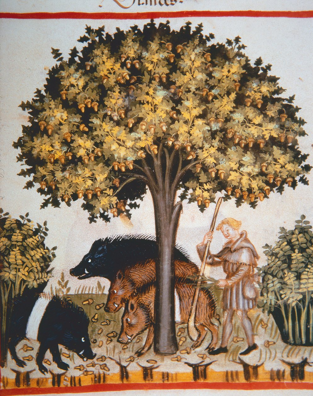Nova 2644 fol.15r Tammenterhojen korjuu, Tacuinum Sanitatis Code Vindobonensis tekijältä Italian School