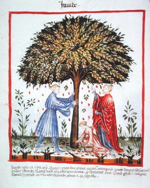 Nova 2644 fol.15v Gathering Jujubes, valmistaja Tacuinum Sanitatis Code Vindobonensis (vellum) tekijältä Italian School