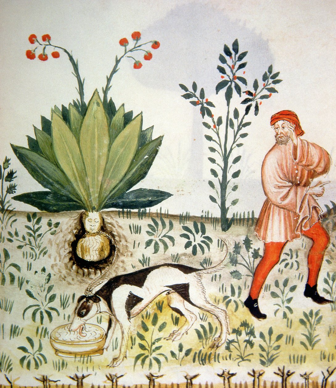 Nova 2644 fol.40r Mandrake, valmistaja Tacuinum Sanitatis tekijältä Italian School