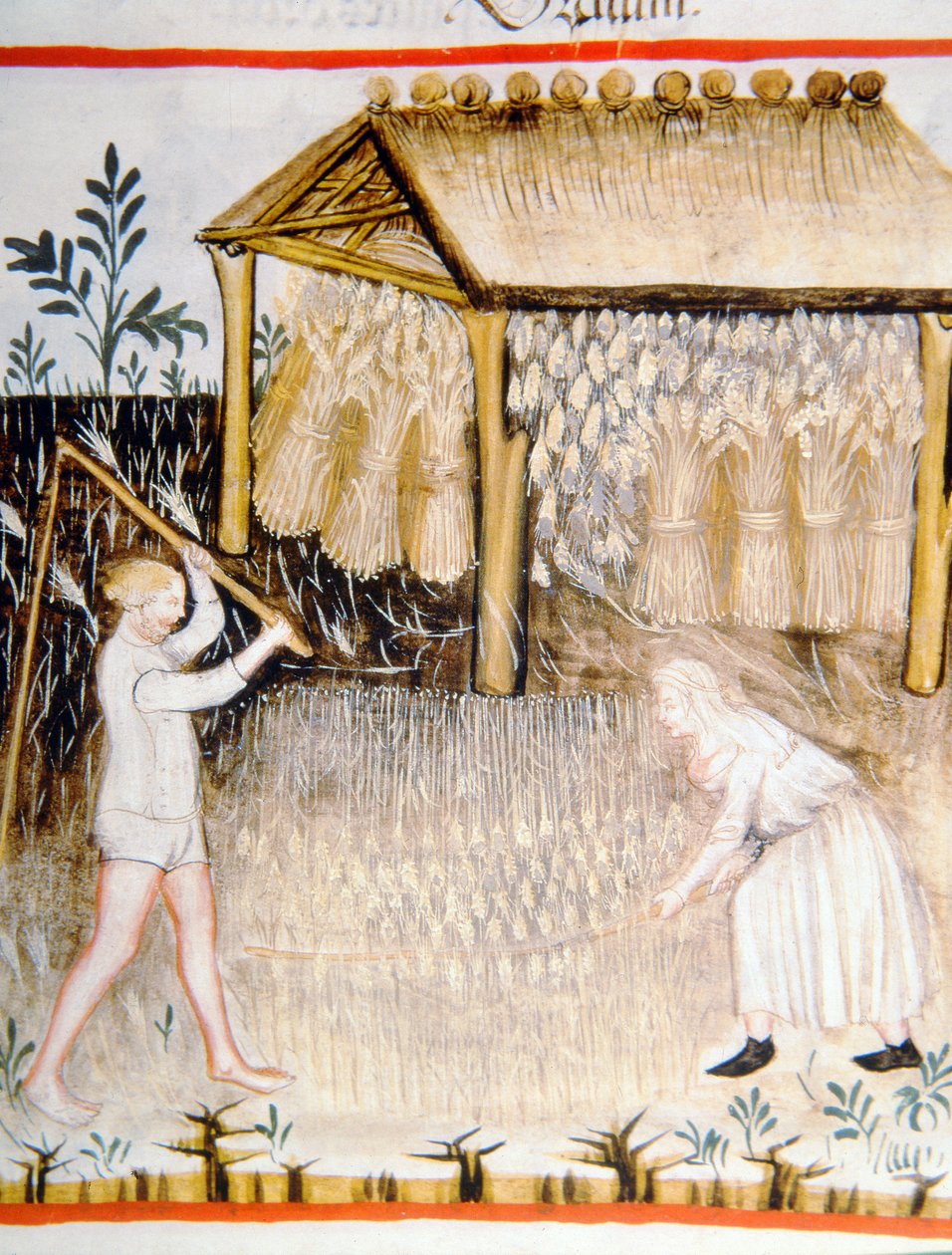 Nova 2644 fol.44r Puimaohra, valmistaja Tacuinum Sanitatis tekijältä Italian School