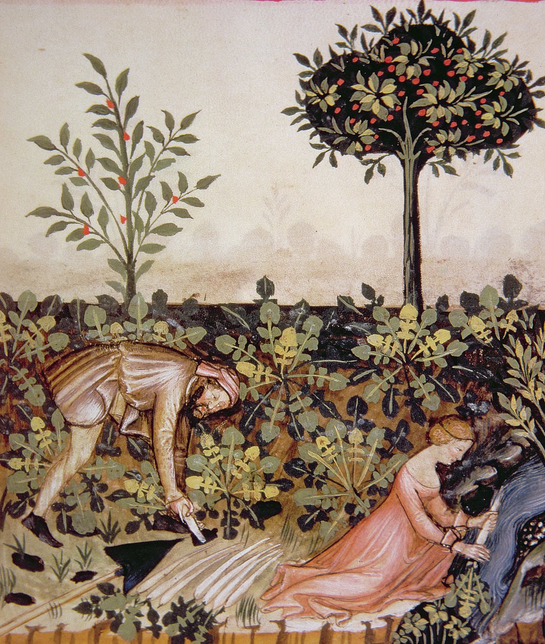 Nova 2644 fol.52r Piparjuuren sadonkorjuu, Wienin Tacuinum Hygiene Codesta tekijältä Italian School