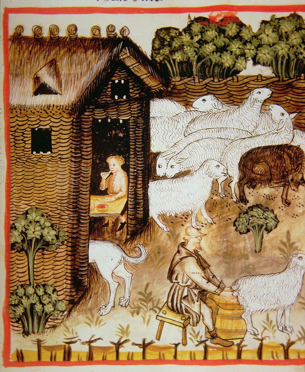 Nova 2644 fol.59r Lampaankasvatus: makea maito, Tacuinum Sanitatis tekijältä Italian School