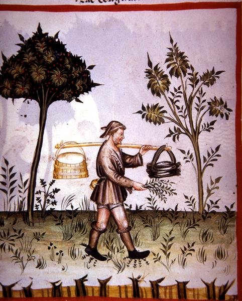 Nova 2644 fol.61v juoksetettu maito, 