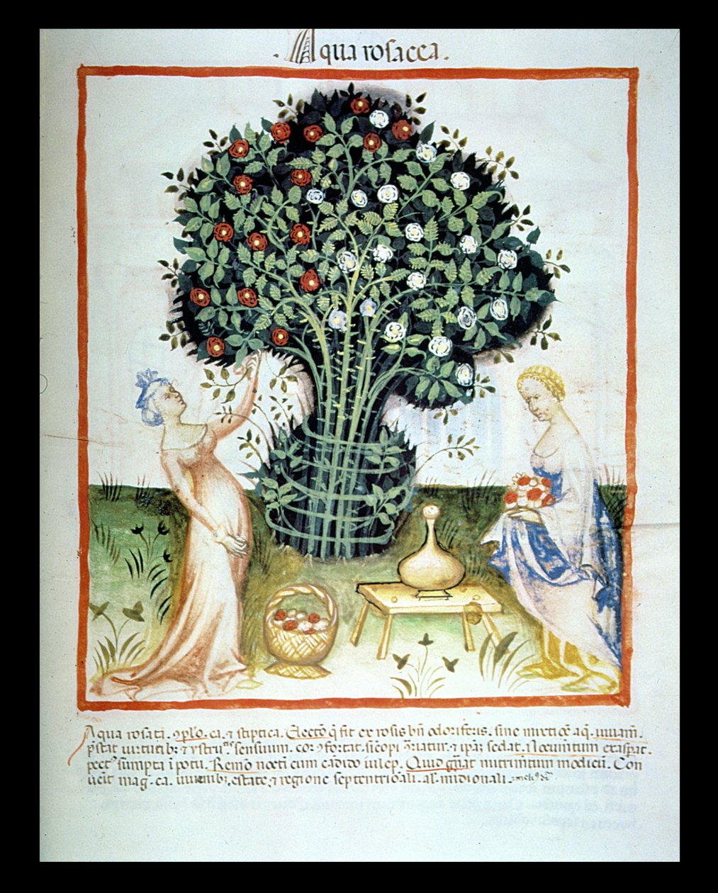 Nova 2644 fol.93r ruusuvesi, Wienin Tacuinum Sanitatis Codesta tekijältä Italian School