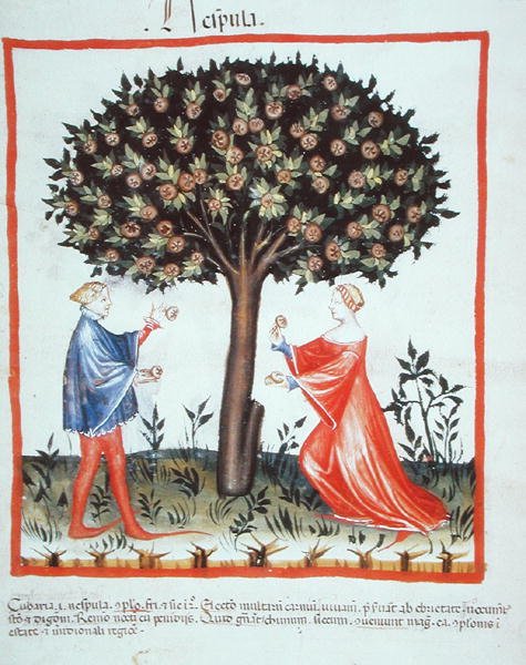 Nove 2644 fol.10v Gathering saksanpähkinät, Tacuinum Hygiene Code Vindobonensis (vellum) tekijältä Italian School