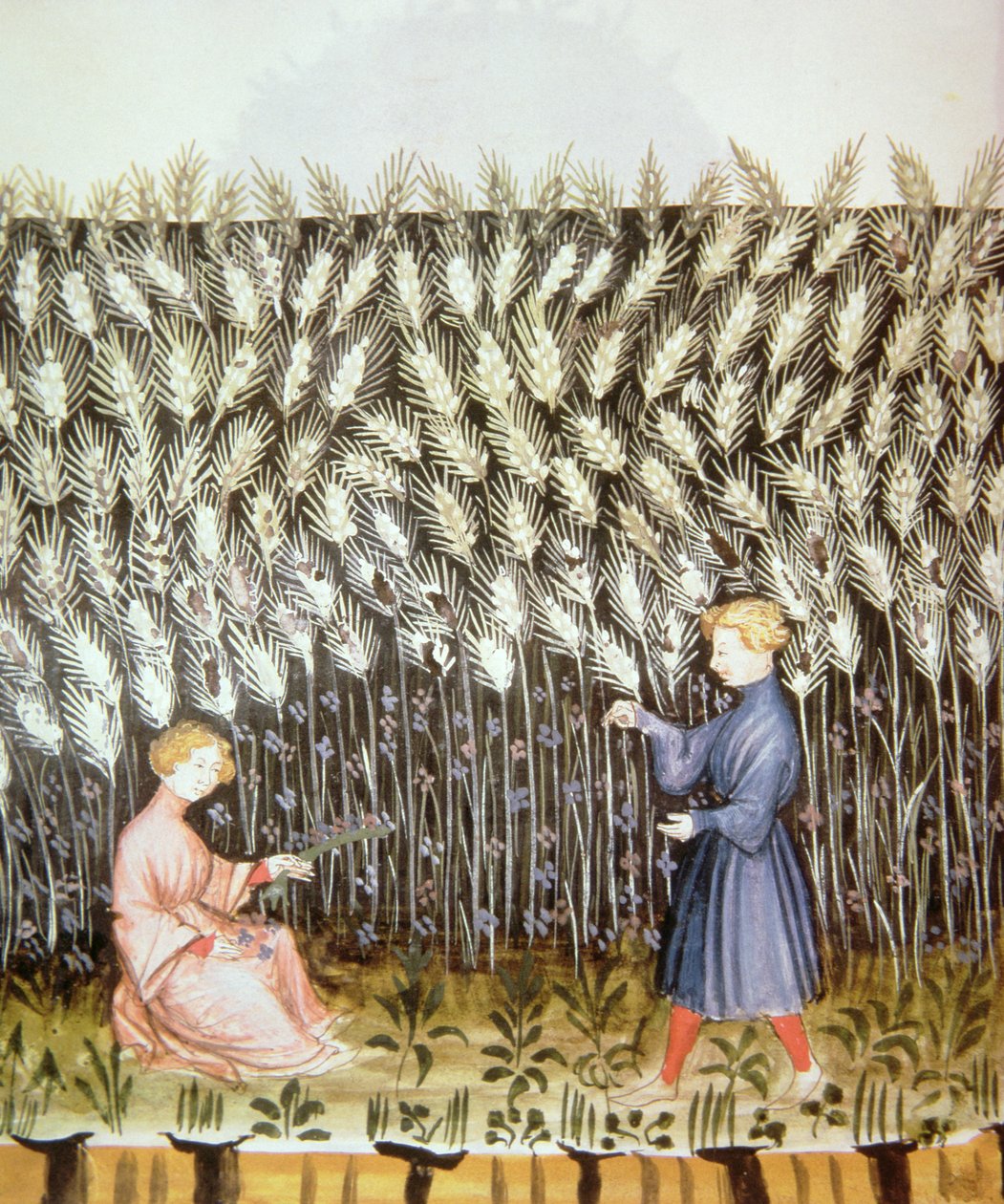Nove 2644 fol.42v Vehnän sadonkorjuu, Tacuinum Sanitatis tekijältä Italian School