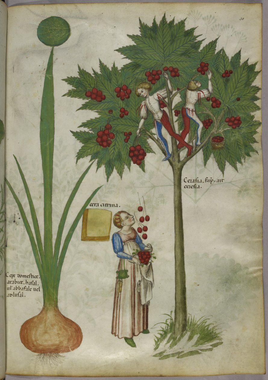 Sipuli ja kirsikkapuu, noin 1440 (tussi ja väri pergamentille). tekijältä Italian School