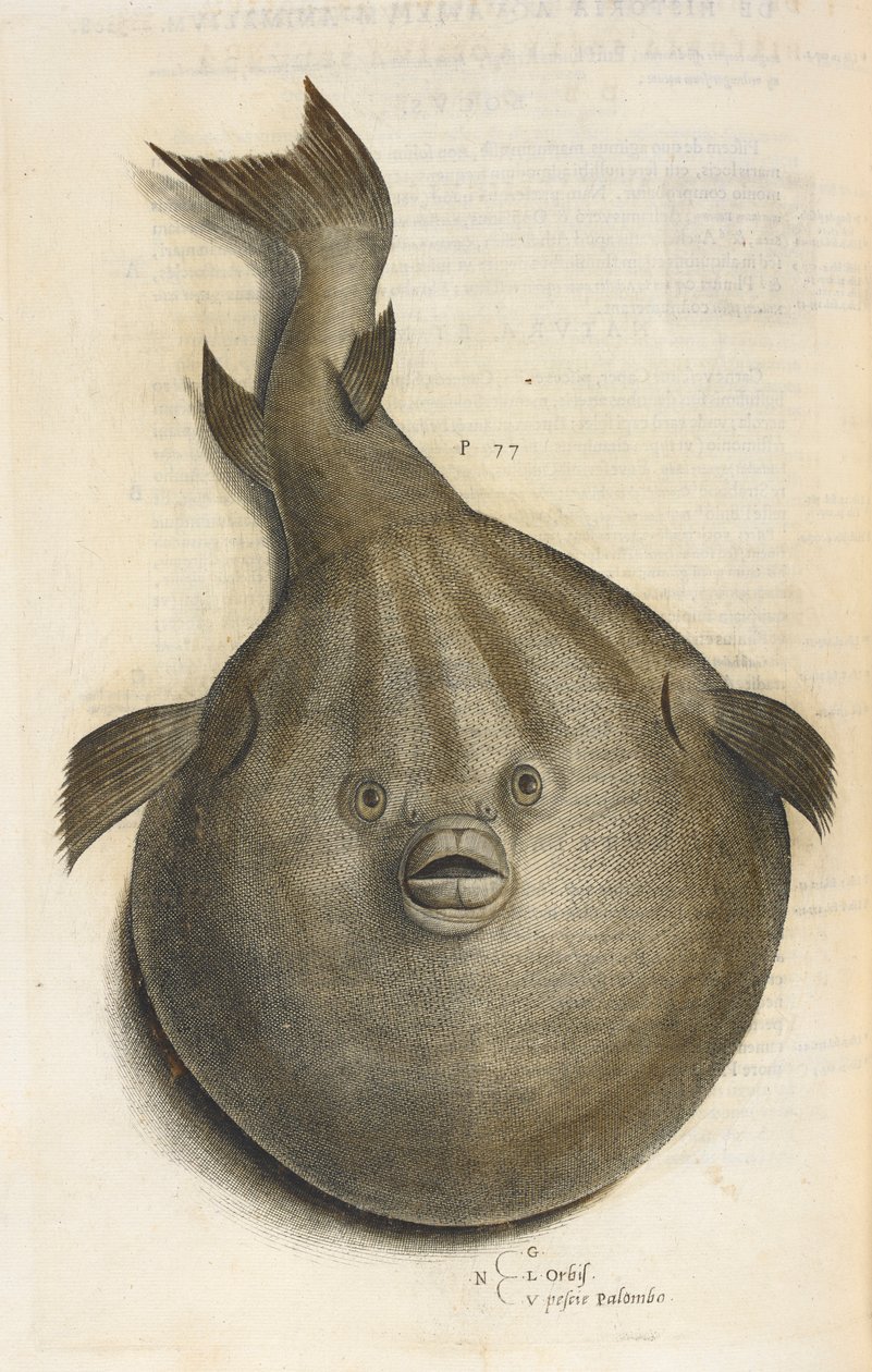 Maailman Pesci Palombo, kuvitus "Aquatilium Animalium Historiæ liber primuksesta", kirjoittanut Ippolito Salviani tekijältä Italian School