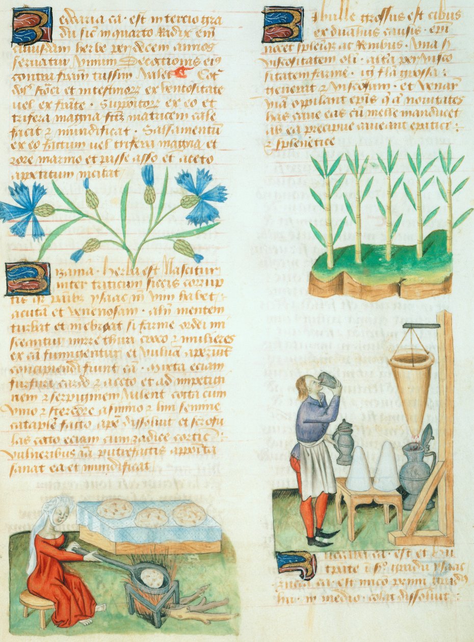 Sivu Dioscorides Pedaniuksen Tractatus de Herbis -kirjasta tekijältä Italian School