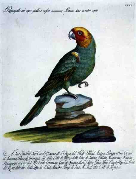 Papukaija, n. 1767-76 (käsinvärinen kaiverrus) tekijältä Italian School