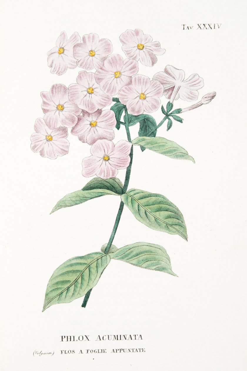 Phlox Acuminata, levy XXXIV, Antonio Picciolin L "Antotrofia Ossia La Coltivazione De" Fiorista, pub.1834 tekijältä Italian School