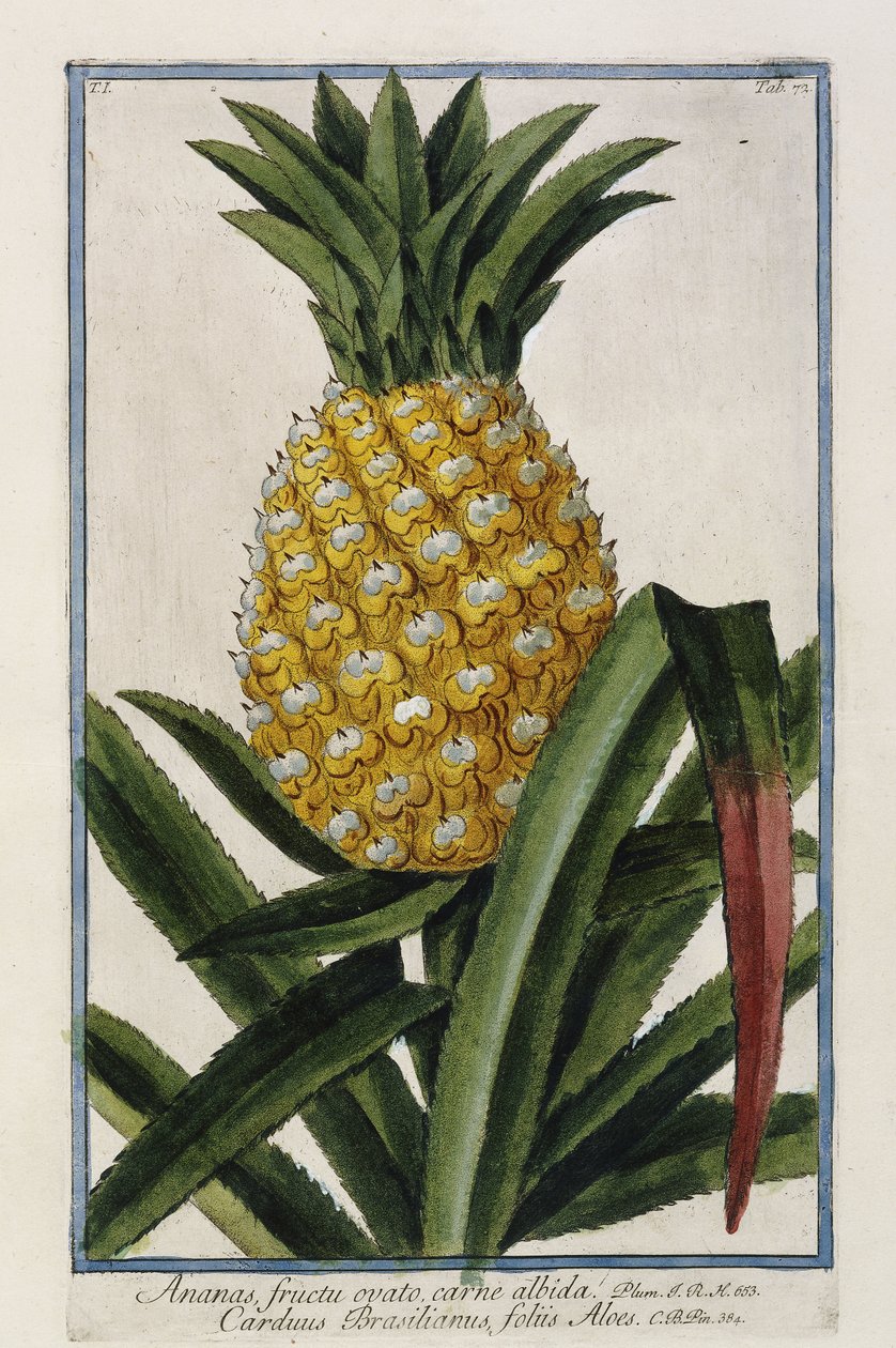Ananas, 1772-1784 tekijältä Italian School