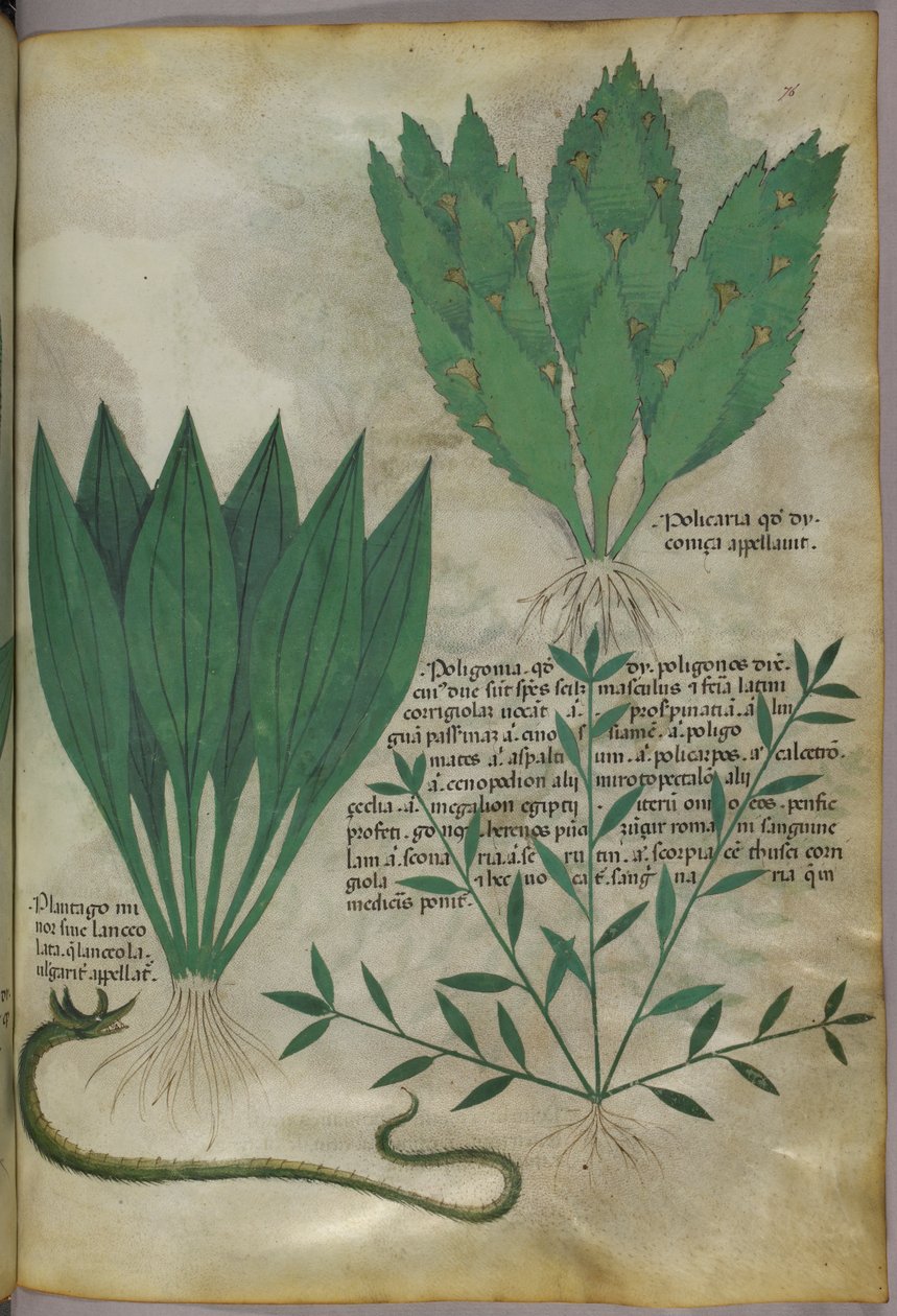 Kasvit, joilla on suuret leveät lehdet. Käärme, noin 1440 (tussi ja väri pergamentille). tekijältä Italian School