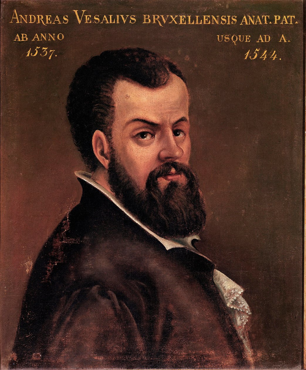 Muotokuva Andre Vesalesta (Andreas Vesalius) (1514-1564), anatomista ja Kaarle V:n nimettömän italialaisen koulukunnan tohtori. 1500-luvun Padova, yliopisto tekijältä Italian School