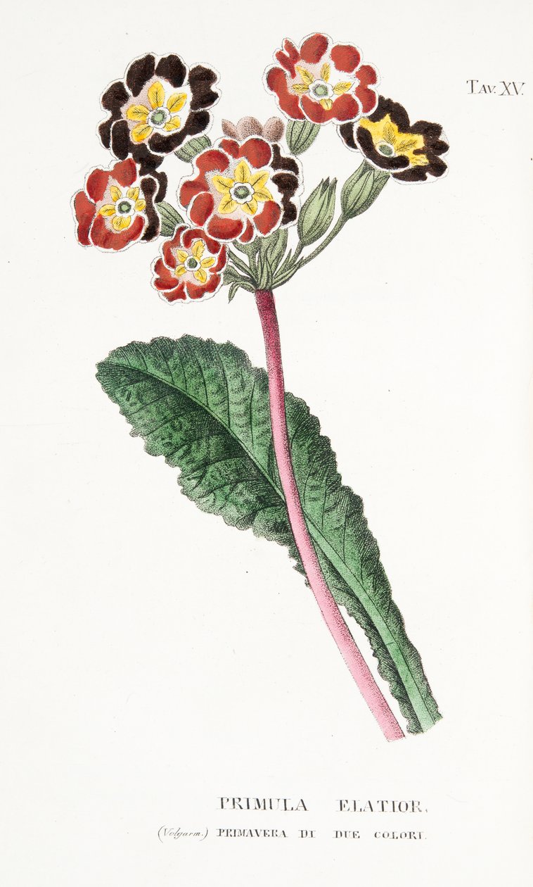 Primula Elatior, levy XV, Antonio Picciolin julkaisusta L "Antotrophy or Cultivation De" Fiori, pub. 1834 tekijältä Italian School