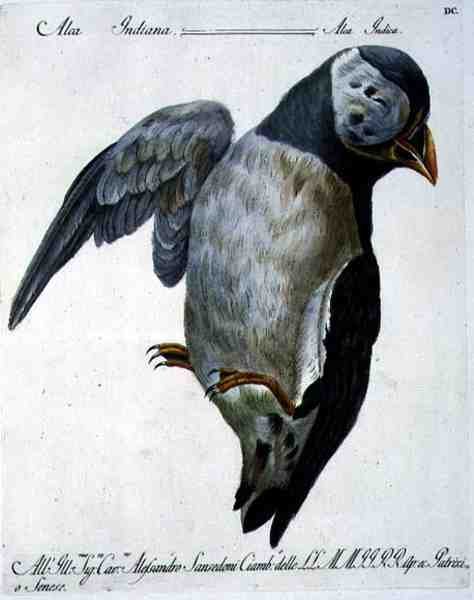 Puffin, n. 1767-76 (käsinvärinen kaiverrus) tekijältä Italian School