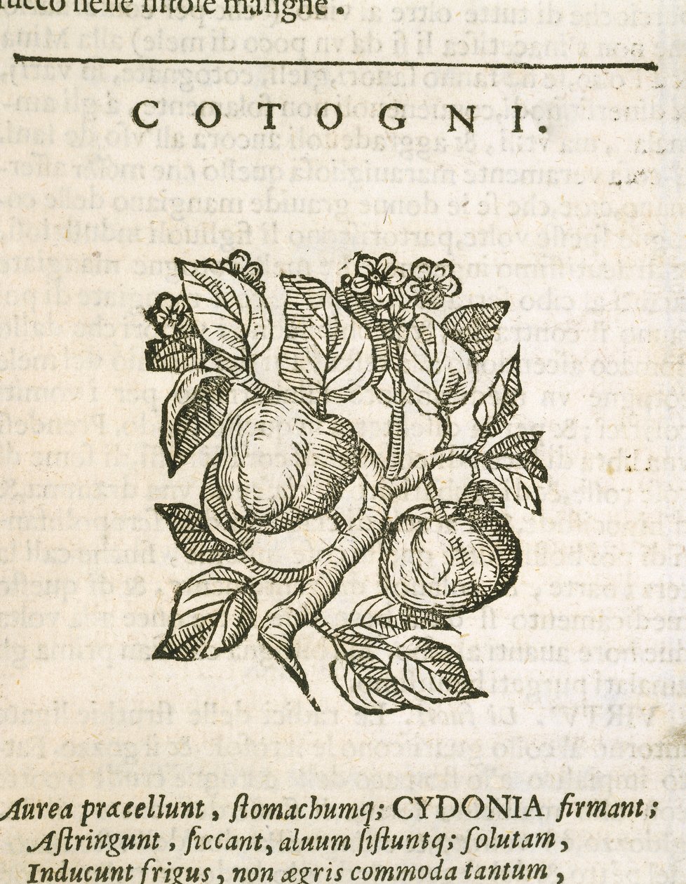 Quince (Cydonia oblonga), kaiverrus Castore Durante tekijältä Italian School