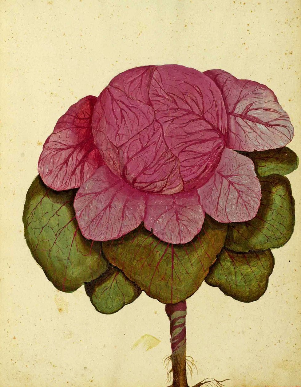 Ulisse Aldrovandi Veronan kaali Savoy of Cabbage tekijältä Italian School