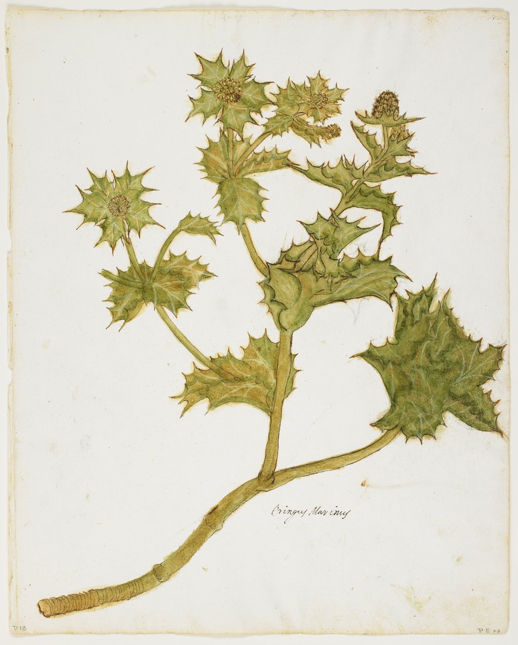 Sea Holly (Eringium Maritimum) (wc ja tempera paperilla) tekijältä Italian School