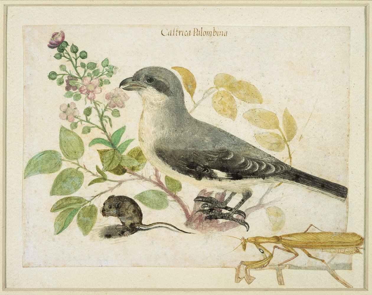 Shrike and a Praying Mantis (wc paperilla) (Cassiano dal Pozzo Paper Museum) tekijältä Italian School