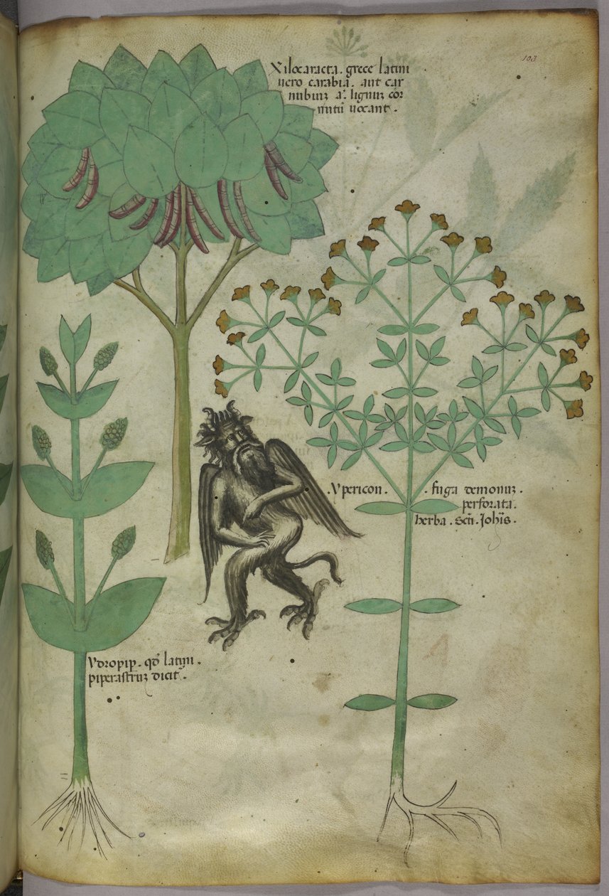 Sloane 4016 f.103 Miniatyyri kasveista ja demoni: Ypericon-yrtti, oletettavasti karkoittanut demoneja, 