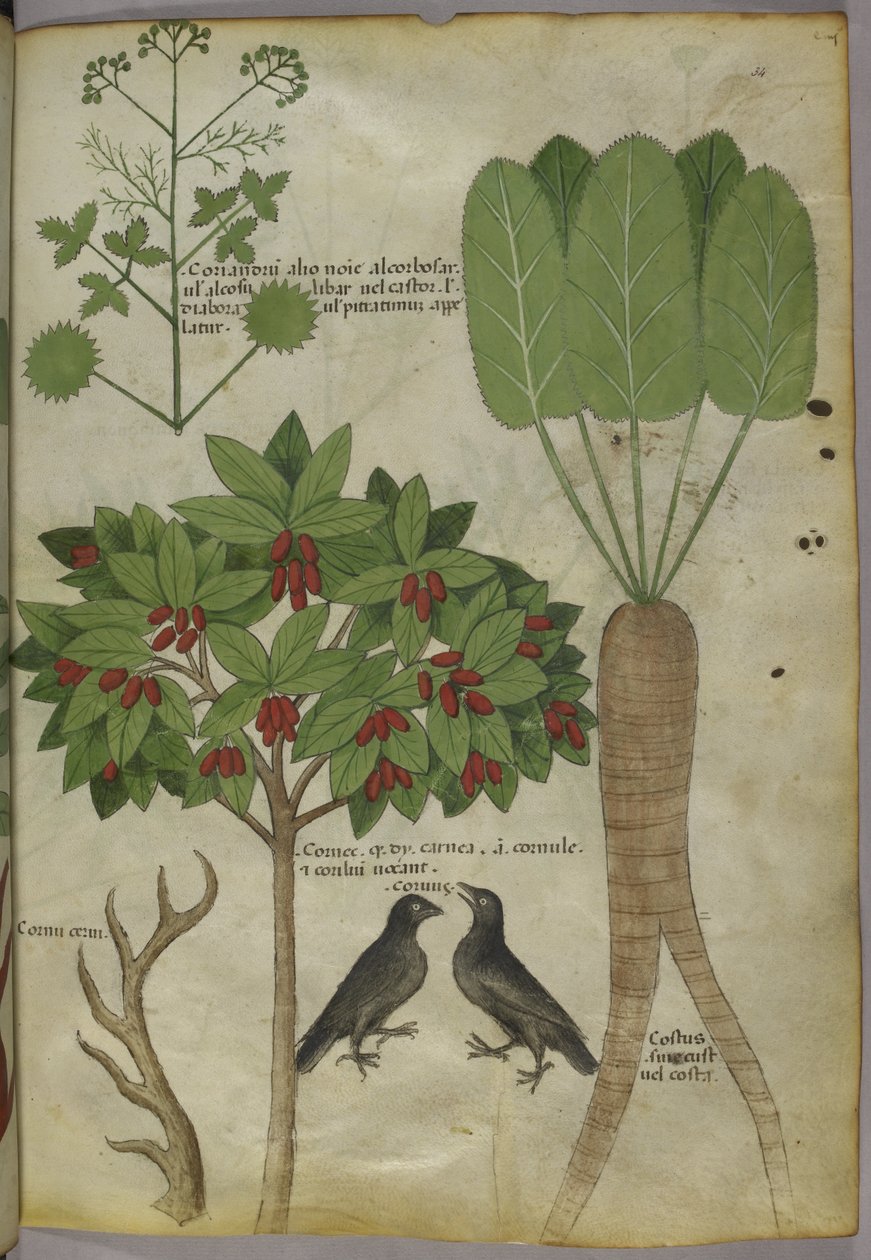 Sloane 4016 f.34 "Treatise on Herbs", n. 1440 (vellum) tekijältä Italian School
