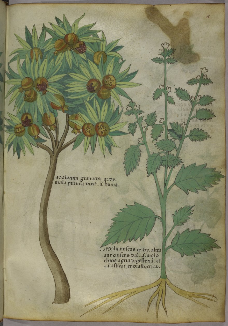 Sloane 4016 f.36 "Treatise on Herbs", n. 1440 (vellum) tekijältä Italian School
