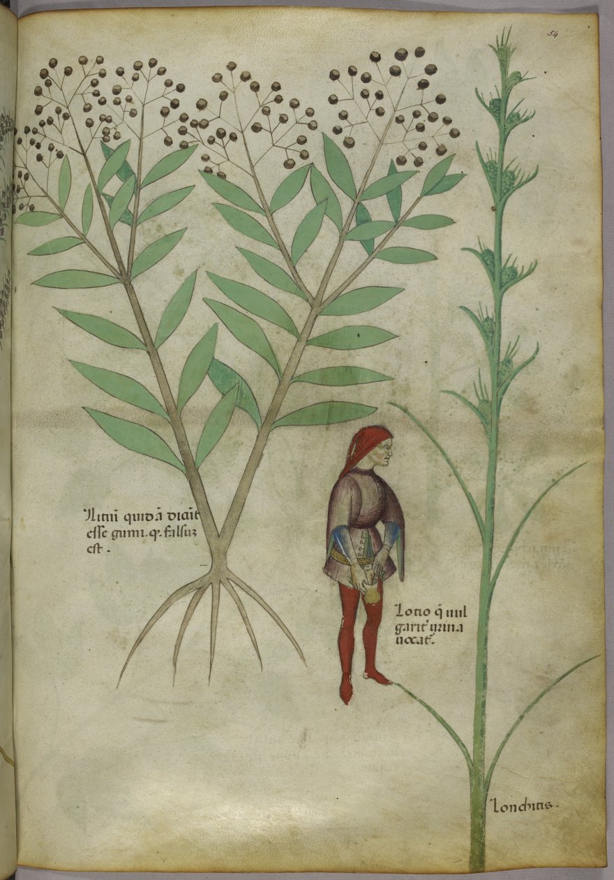 Sloane 4016 f.54 Mies virtsaamassa ruukkuun, 