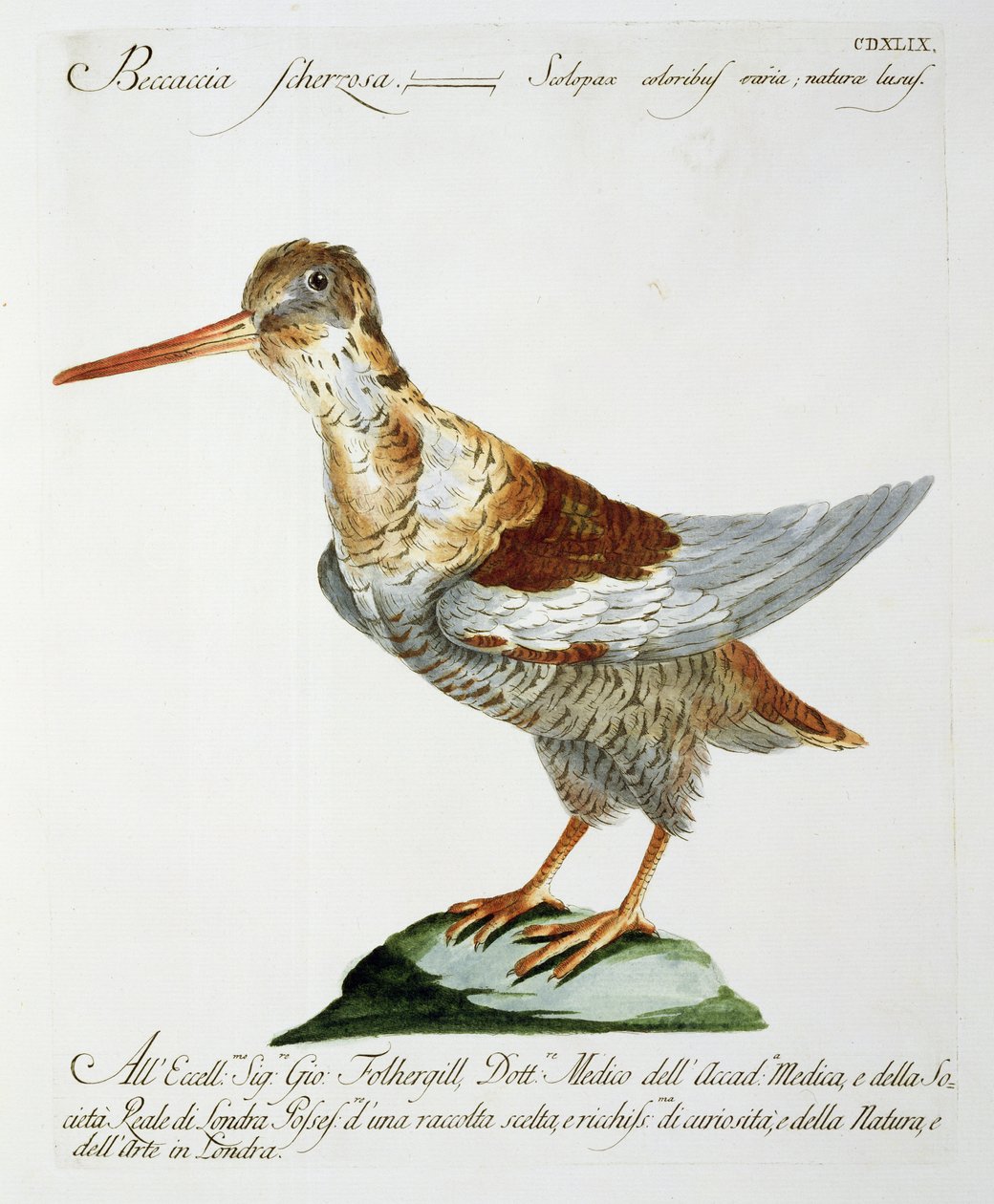 Snipe, n. 1767-76 (käsinvärinen kaiverrus) tekijältä Italian School