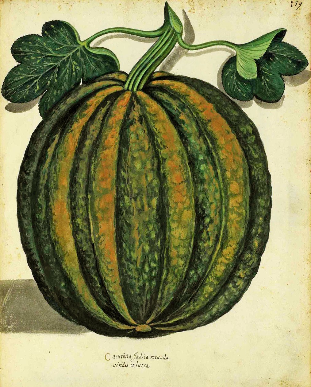 Ulisse Aldrovandin (1522 - 1605) squash, julkaistu Piante Fiori Fruttissa (käsinvärinen kaiverrus). tekijältä Italian School