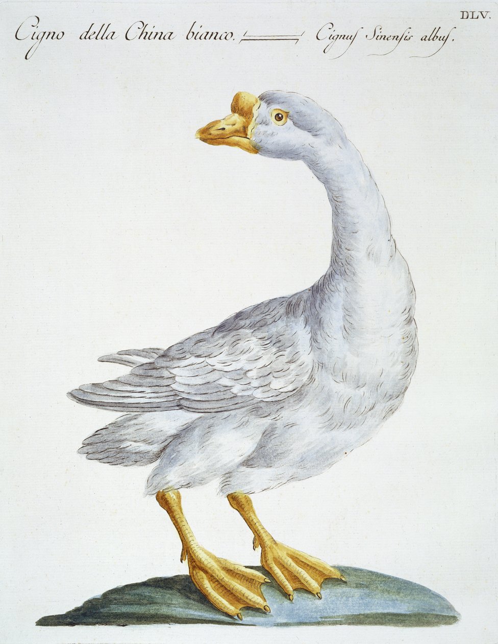 Joutsen, n. 1767-76 (käsinvärinen kaiverrus) tekijältä Italian School